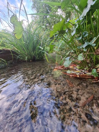 Gras am Wasser