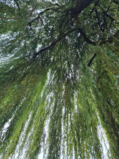 Grüner Dschungel in Baumkrone fotografiert