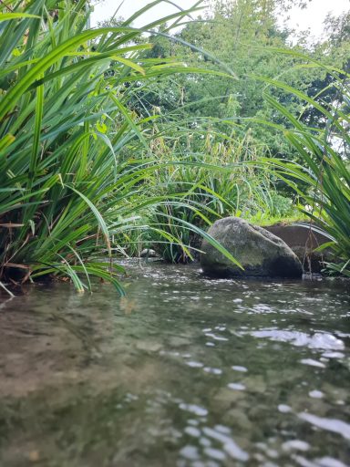 Steine und Gras im Wasser